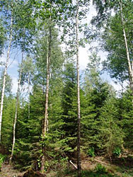 Jungbestandspflege
